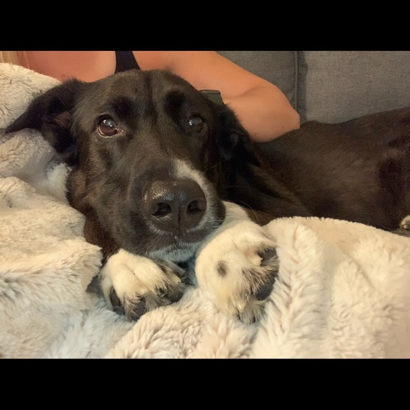 Meet your Posher, Chelsey - Picture 3 of 3